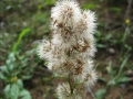 Vecchi merletti (R. Formica)